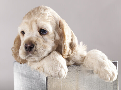 Como Saber se um Cão Está Bem Socializado