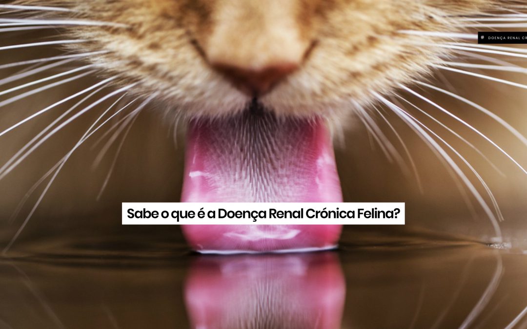 Sabe o que é a doença renal crónica felina?